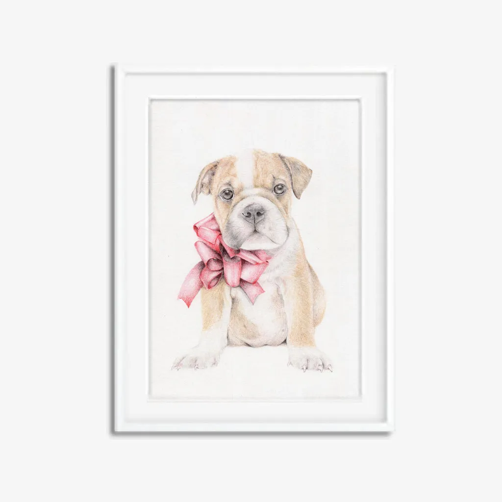 Beau the British Bulldog
