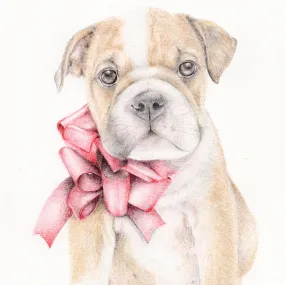 Beau the British Bulldog