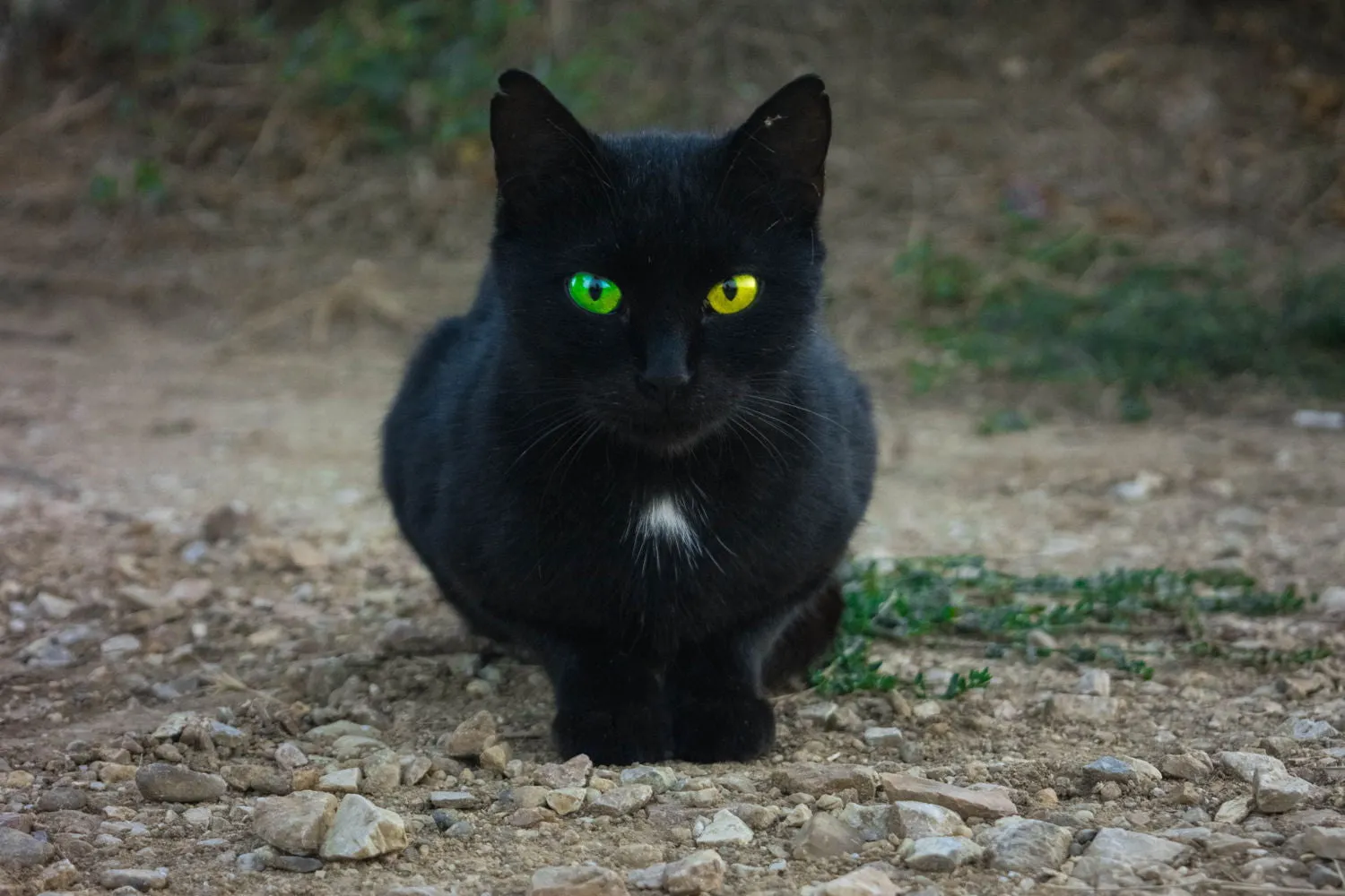 Black Cat - Posters