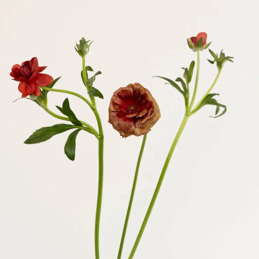 Brick Red Butterfly Ranunculus Flower
