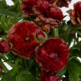 Brick Red Butterfly Ranunculus Flower