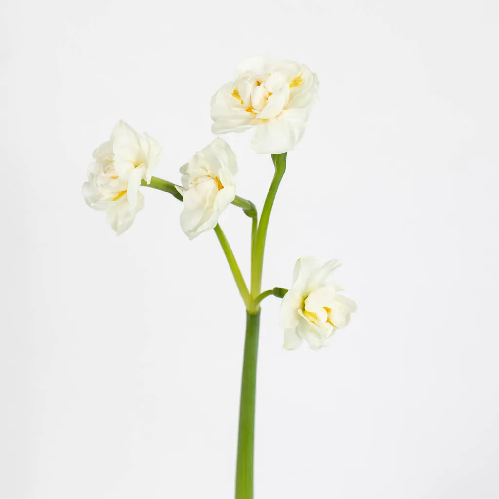 Bridal White Daffodil Flowers