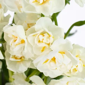 Bridal White Daffodil Flowers