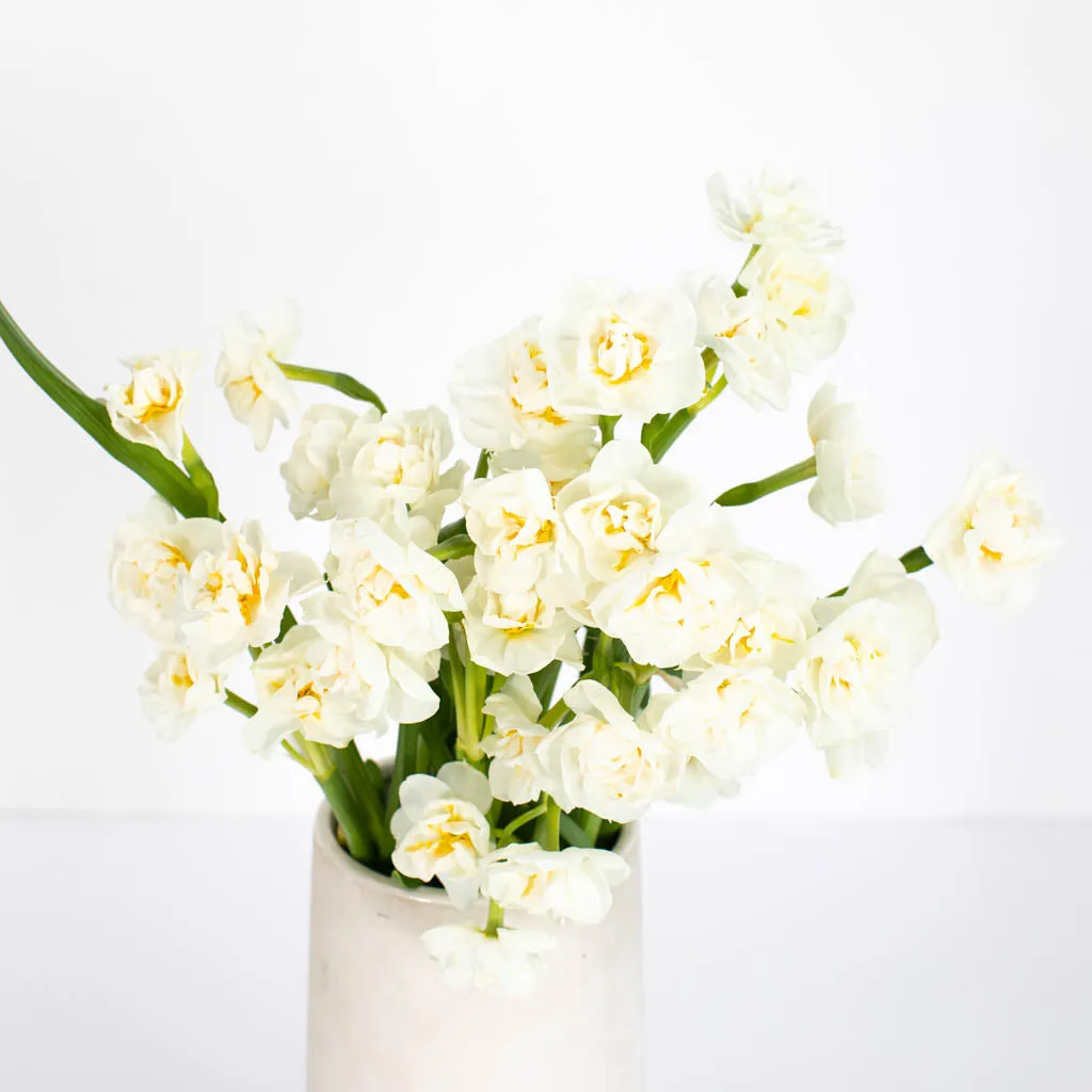Bridal White Daffodil Flowers