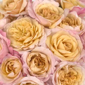 Champagne Pink Miyabi Garden Rose