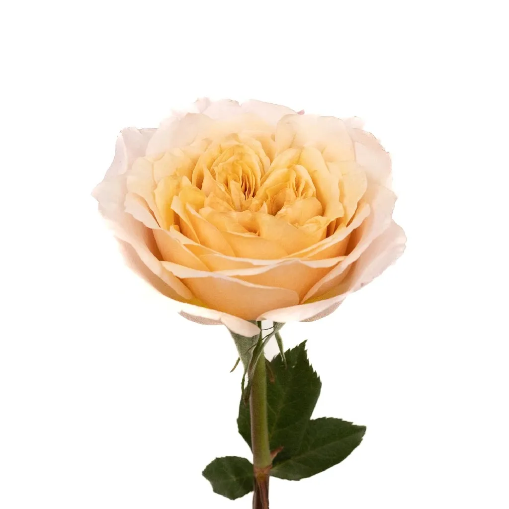 Champagne Pink Miyabi Garden Rose