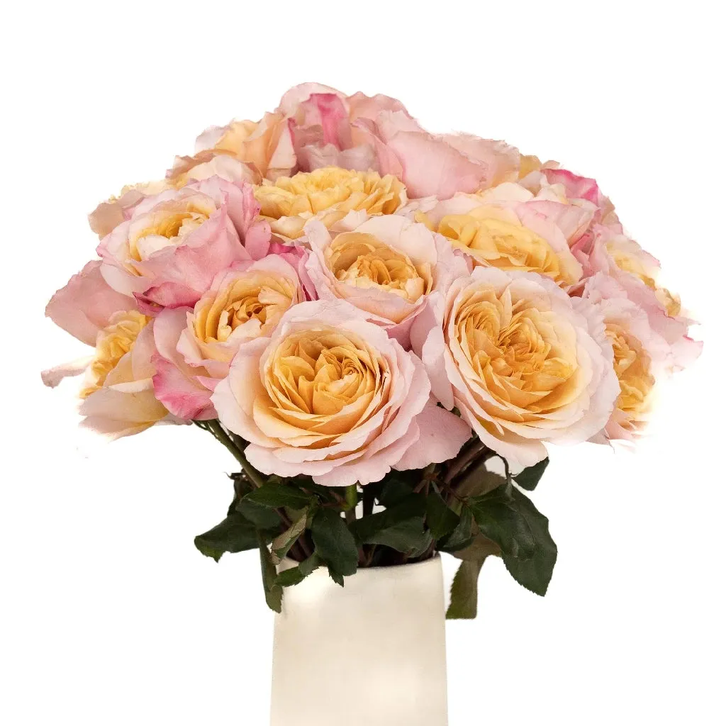 Champagne Pink Miyabi Garden Rose
