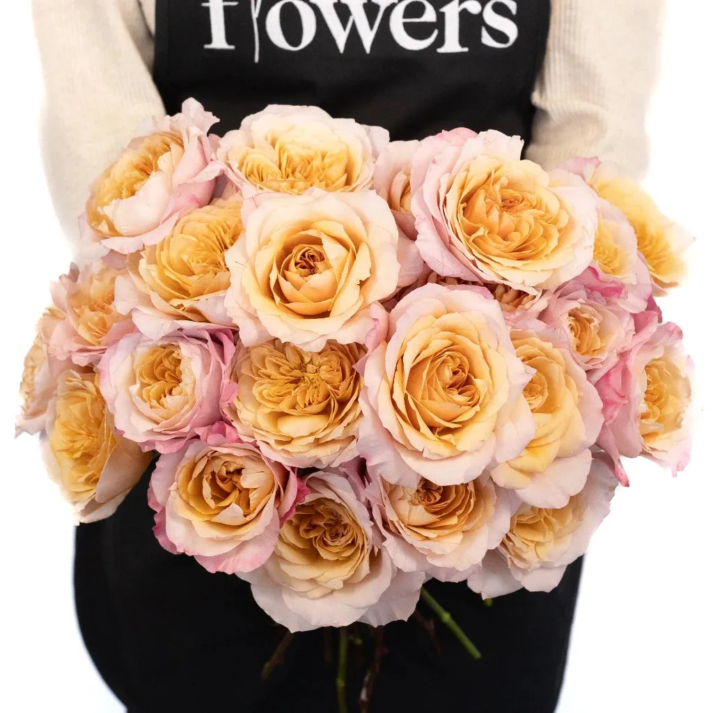 Champagne Pink Miyabi Garden Rose