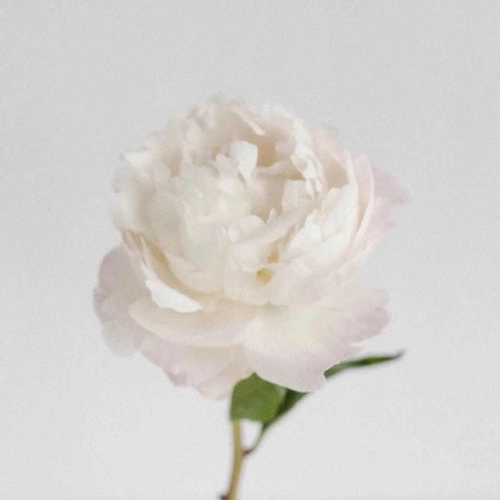 Coconut Cream Peonies For June Delivery