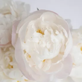 Coconut Cream Peonies For June Delivery