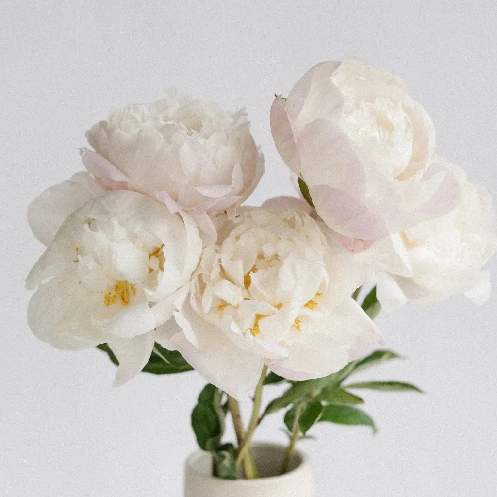 Coconut Cream Peonies For June Delivery