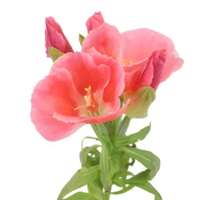 Coral Fresh Godetia Flowers