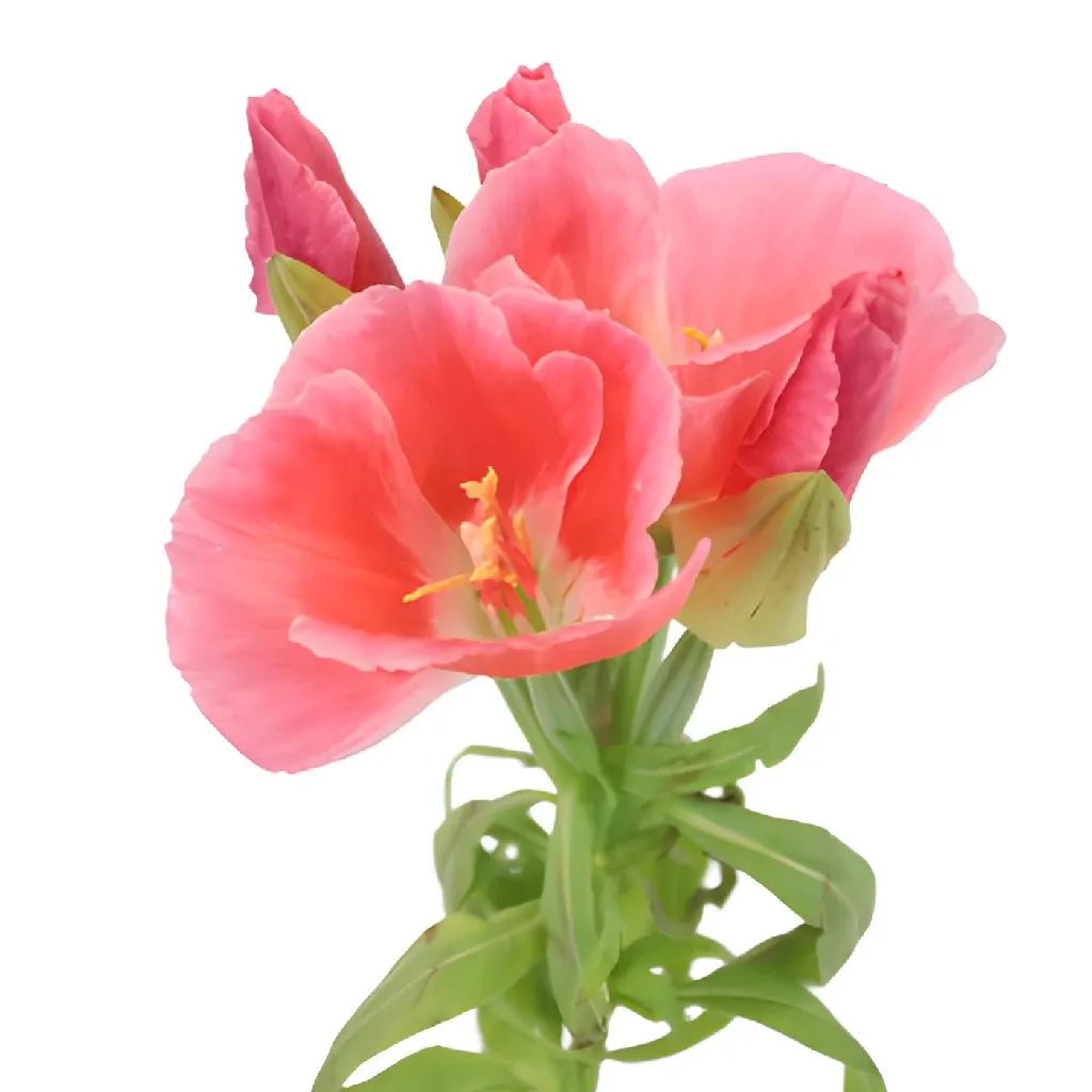 Coral Fresh Godetia Flowers