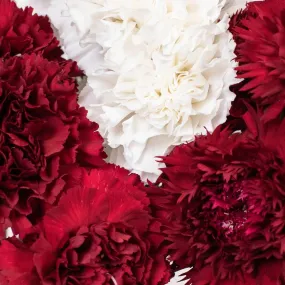 Crimson Carnation Flower Pack