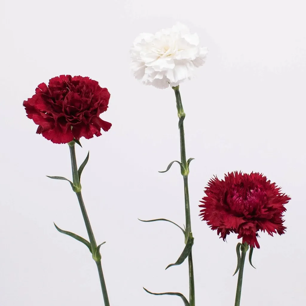 Crimson Carnation Flower Pack
