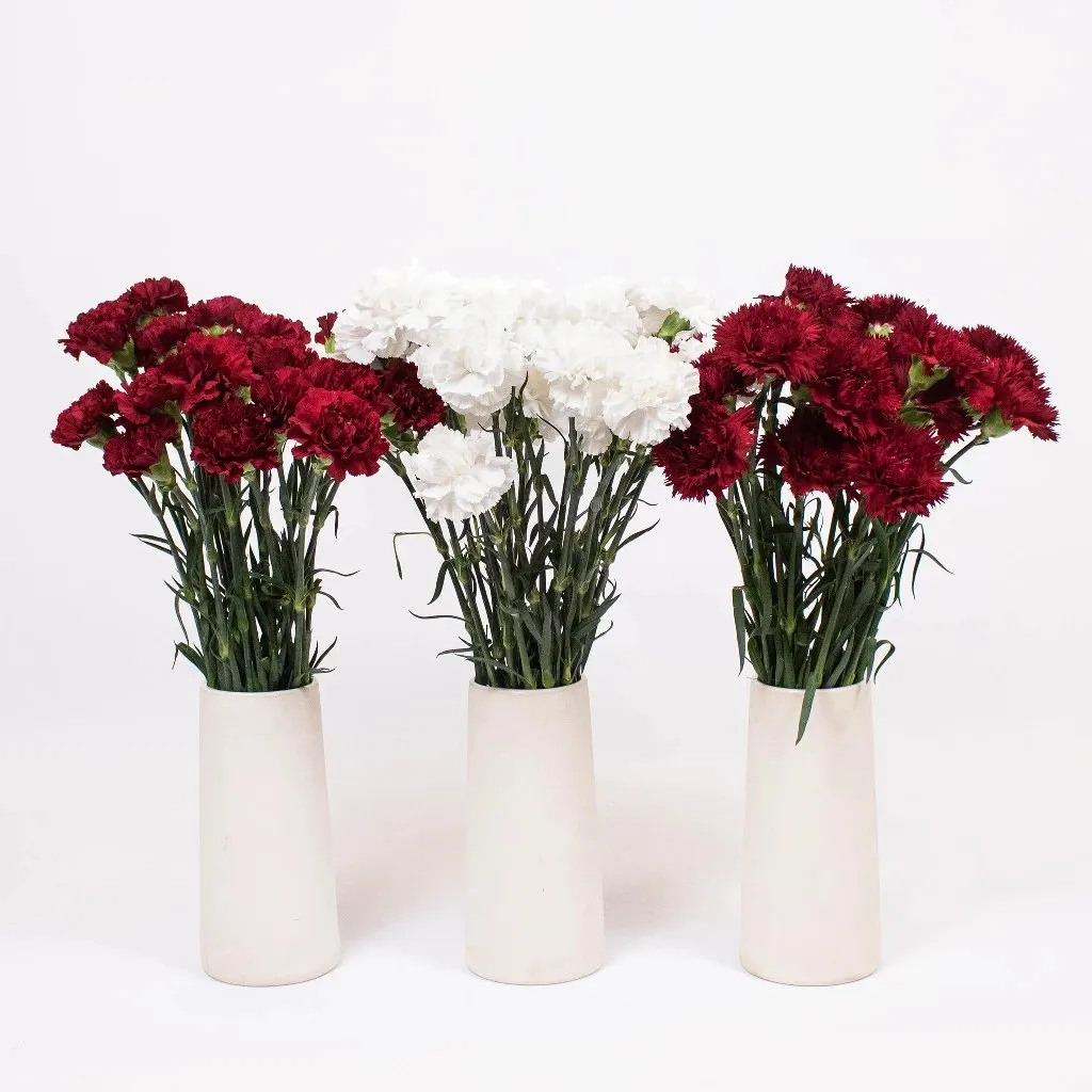 Crimson Carnation Flower Pack