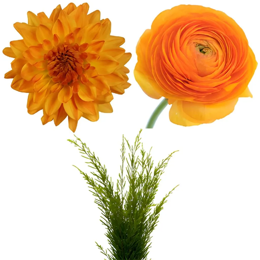 Dahlia and Ranunculus DIY Flower Kit