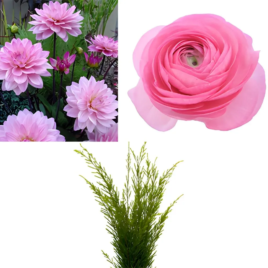 Dahlia and Ranunculus DIY Flower Kit