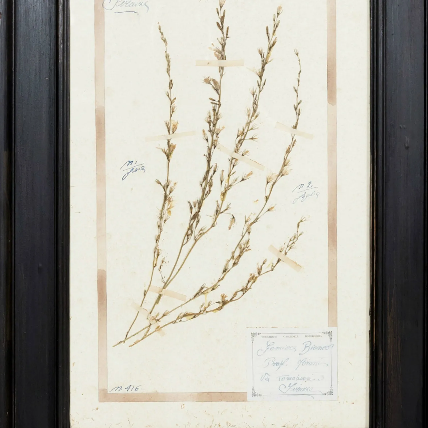 Early 20th Century Framed Italian Herbier Dried and Pressed Botanical #2