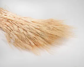 Extra Large Wheat Sheaves - 2LB Bunch