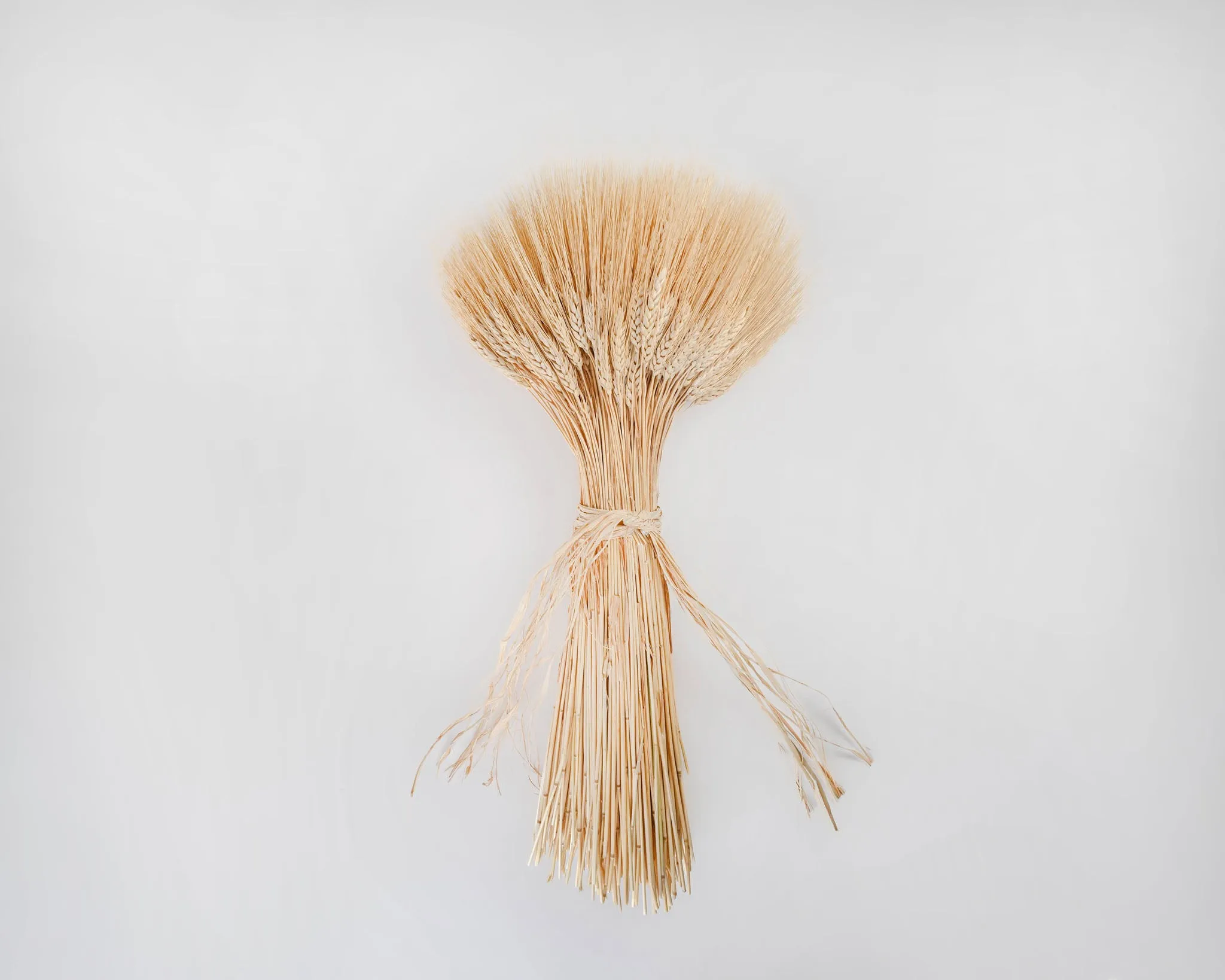 Extra Large Wheat Sheaves - 2LB Bunch