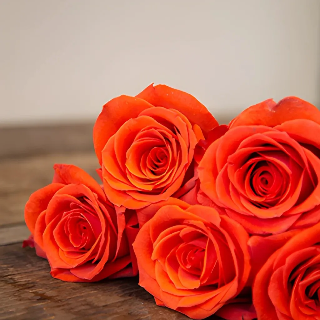 Fire Orange Santana Rose