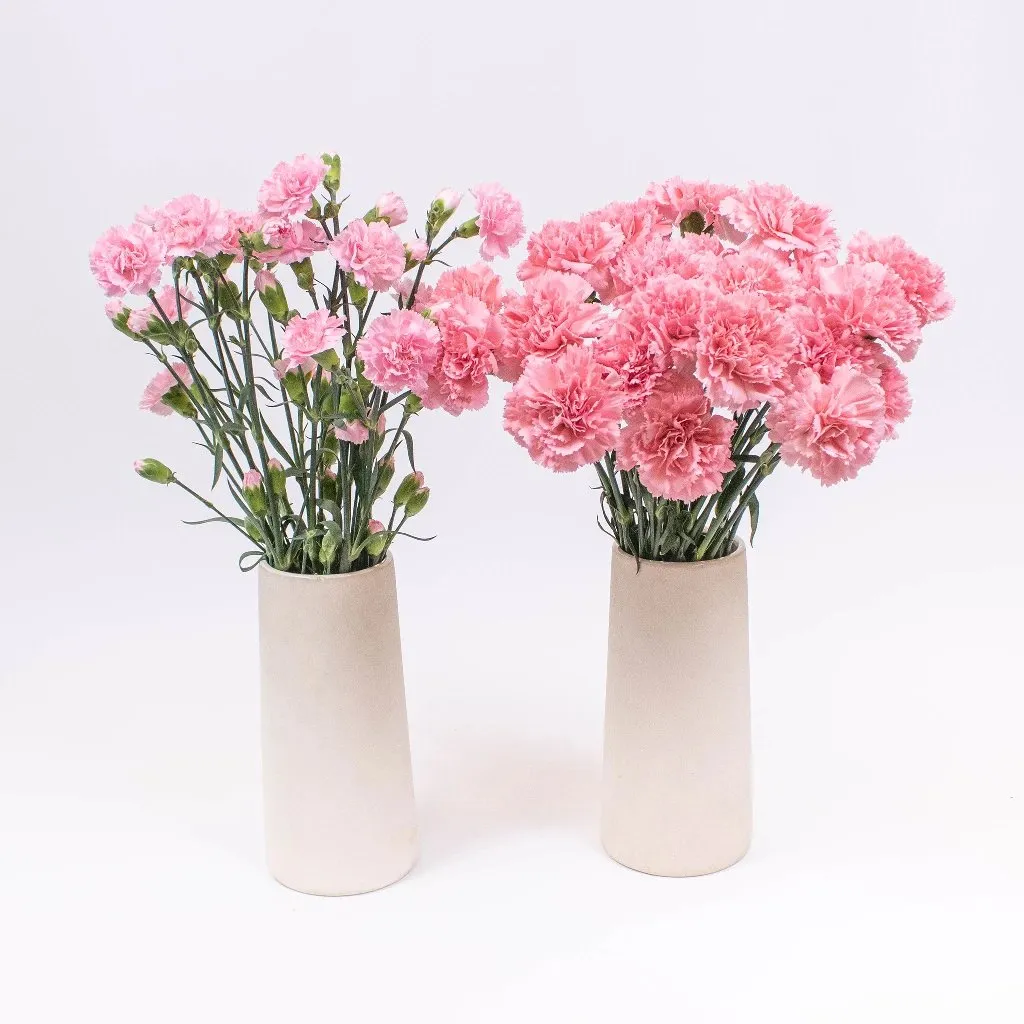 Flamingo Pink Big and Small Carnation Flower Pack