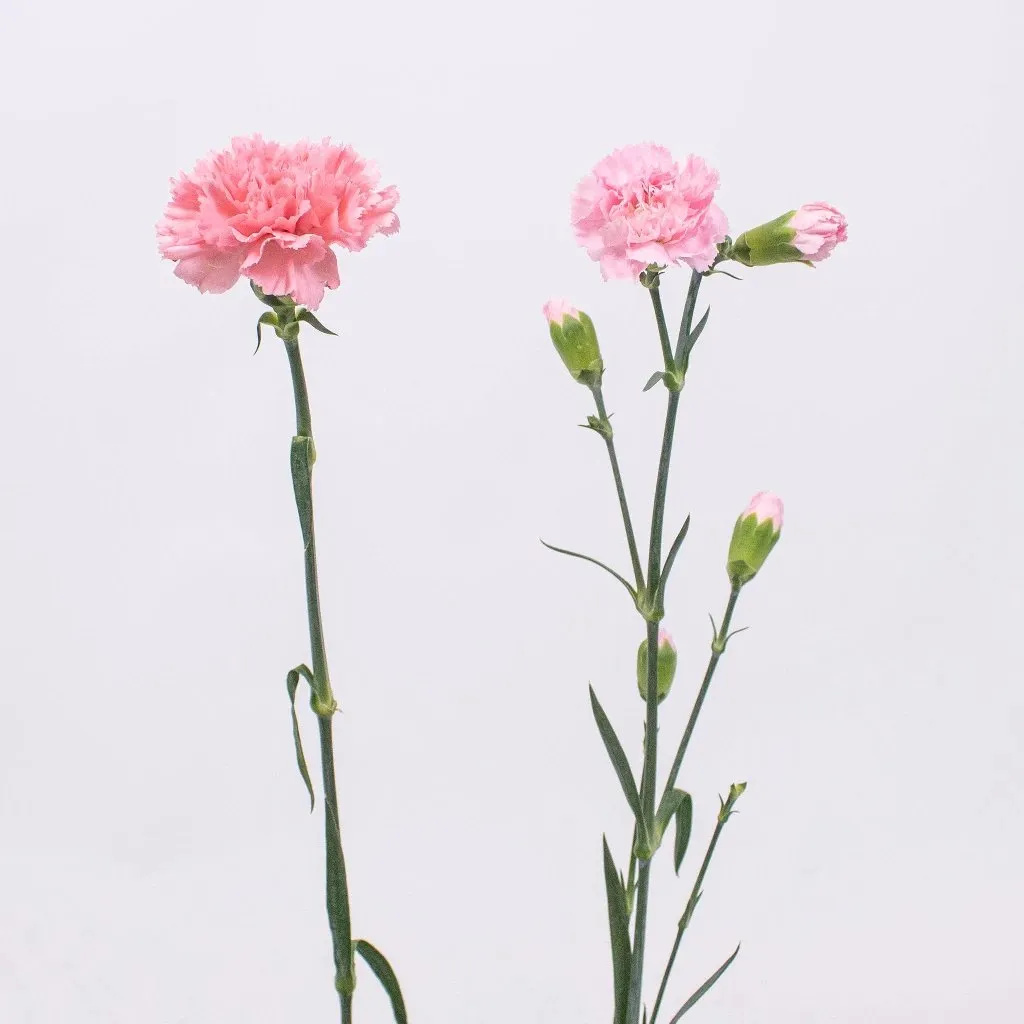 Flamingo Pink Big and Small Carnation Flower Pack