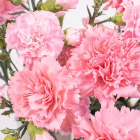 Flamingo Pink Big and Small Carnation Flower Pack