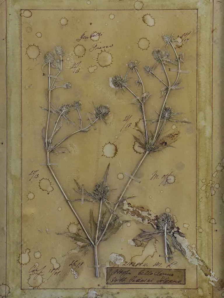 Four French pressed flower frames