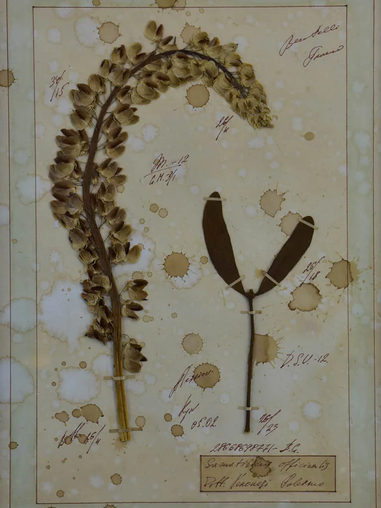 Four French pressed flower frames