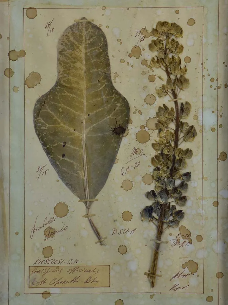 Four French pressed flower frames