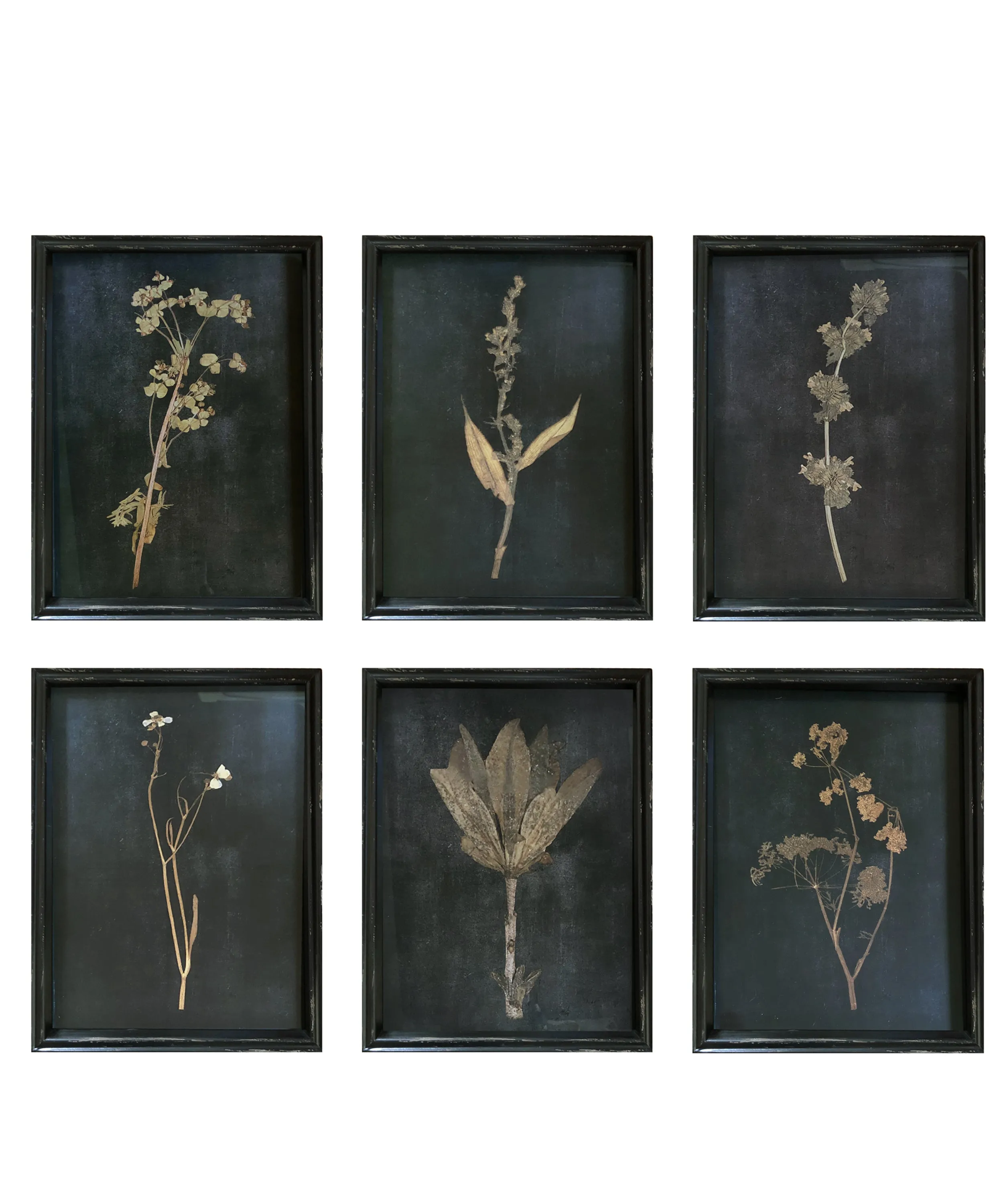 Framed Pressed Botanical Prints