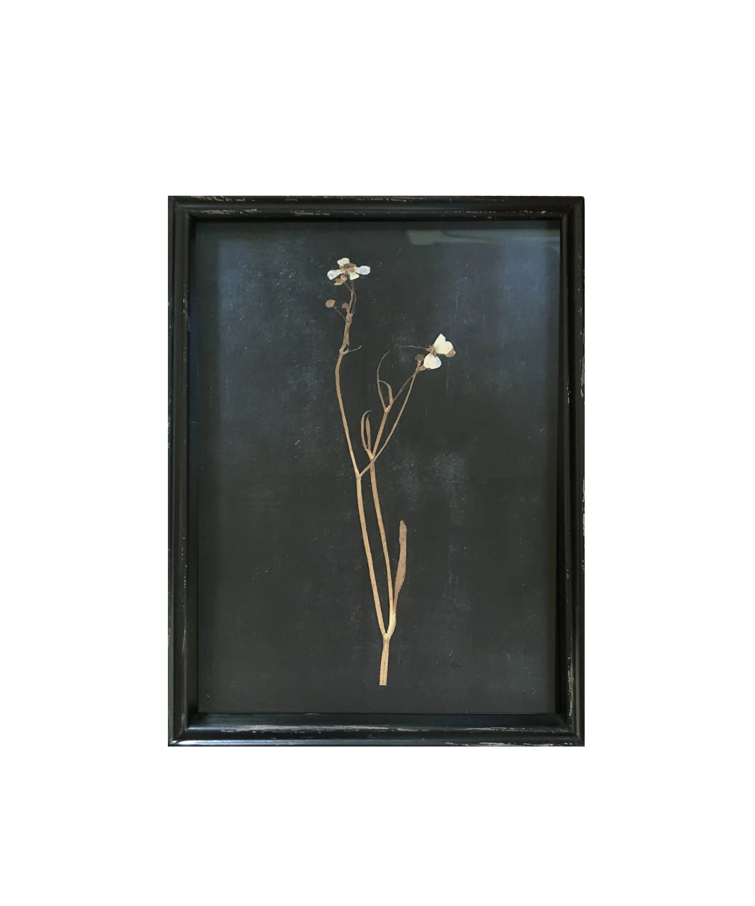Framed Pressed Botanical Prints