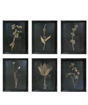 Framed Pressed Botanical Prints