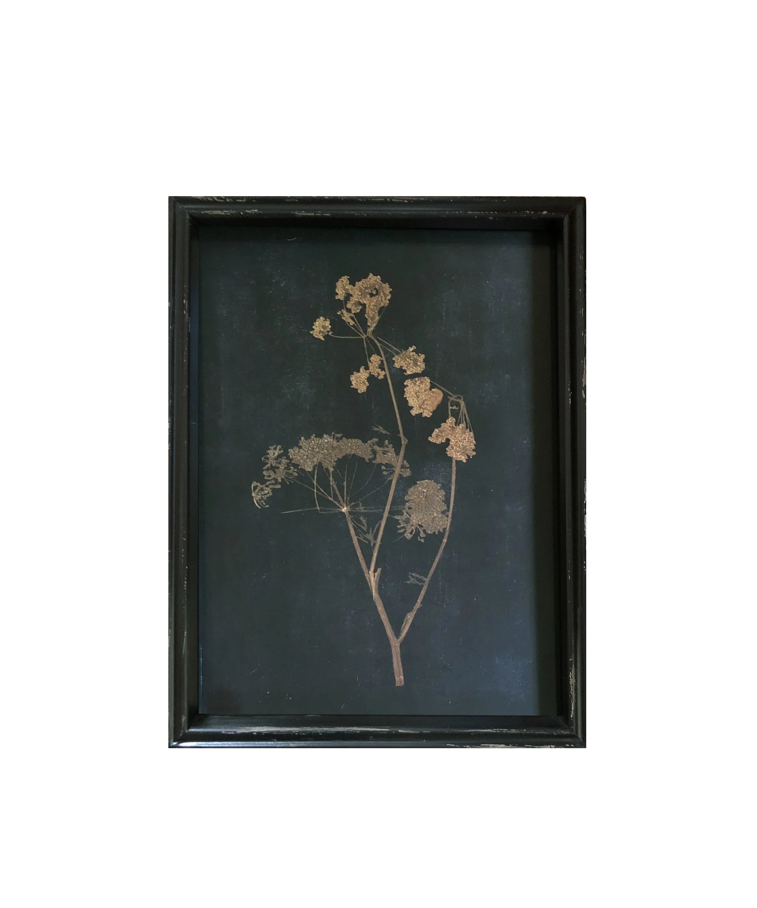 Framed Pressed Botanical Prints