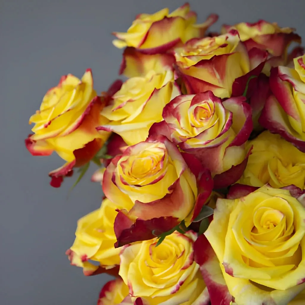 Fresh European Cut Bicolor Yellow Red Roses