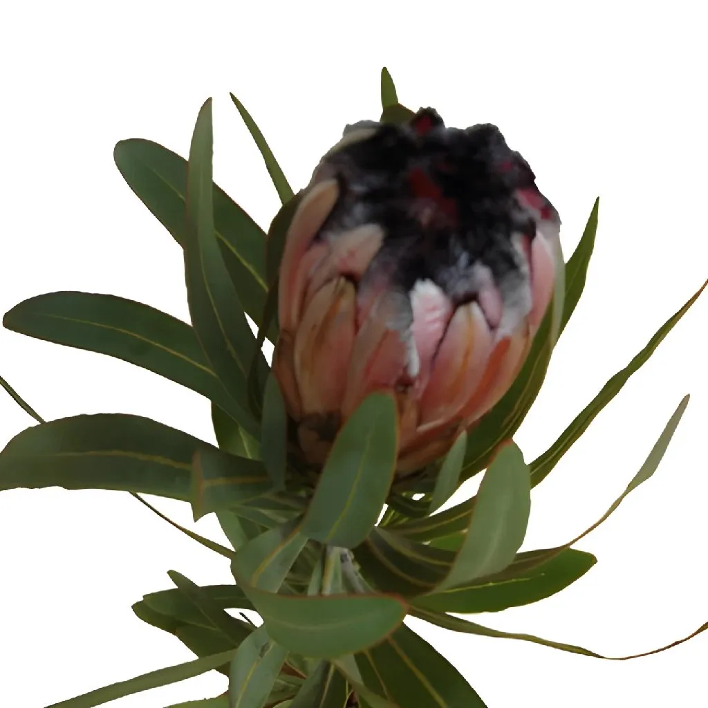 Fresh Pink Tropical Protea Flower