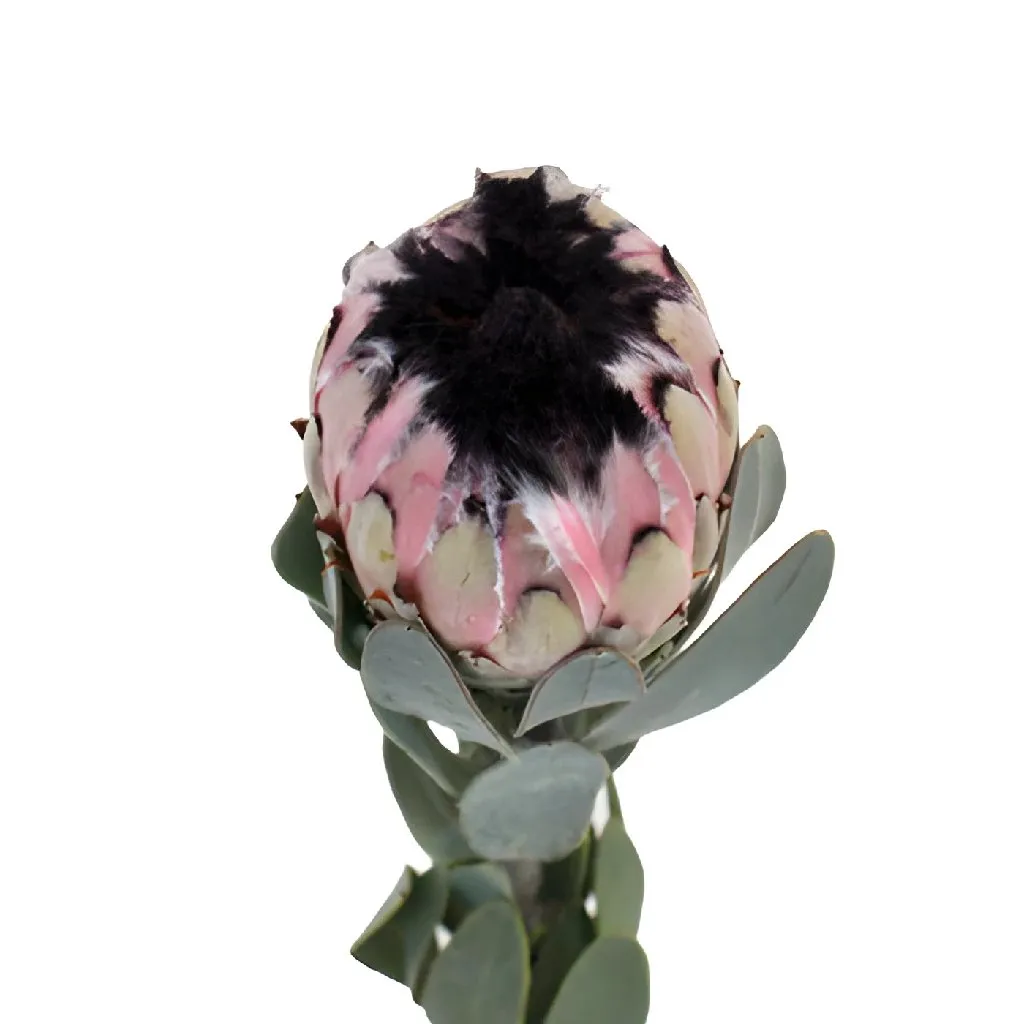 Fresh Pink Tropical Protea Flower