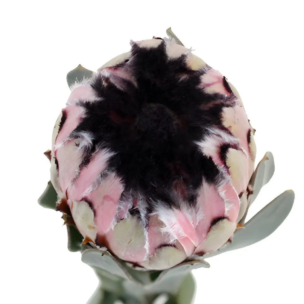 Fresh Pink Tropical Protea Flower