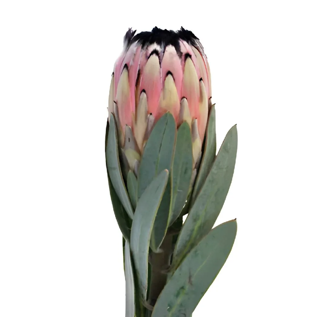 Fresh Pink Tropical Protea Flower