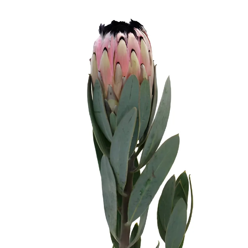 Fresh Pink Tropical Protea Flower