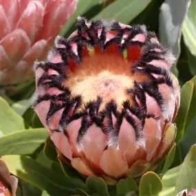 Fresh Pink Tropical Protea Flower