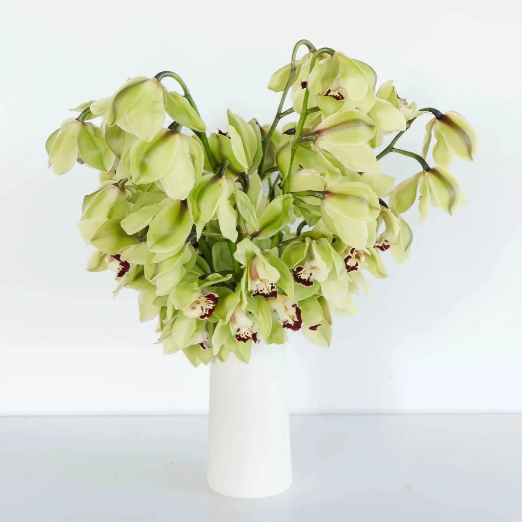 Green Burgundy Lip Fresh Cymbidium Orchids