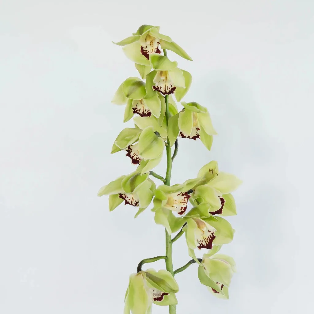Green Burgundy Lip Fresh Cymbidium Orchids