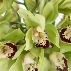 Green Burgundy Lip Fresh Cymbidium Orchids