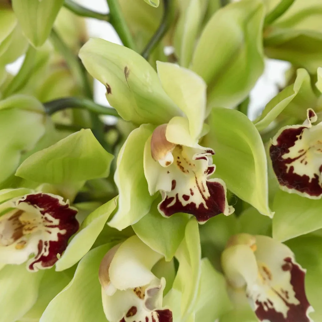 Green Burgundy Lip Fresh Cymbidium Orchids