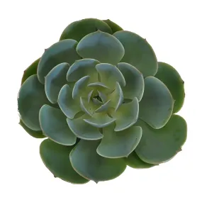 Green Succulents