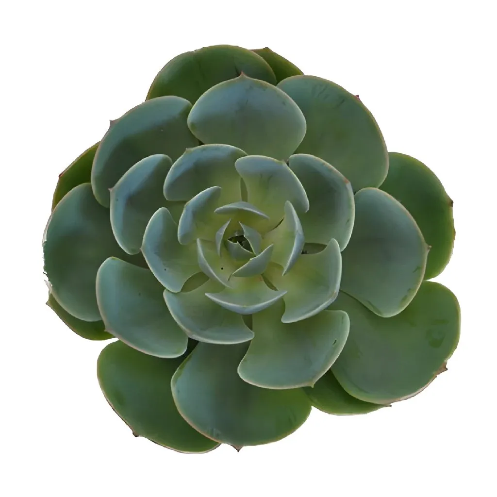 Green Succulents