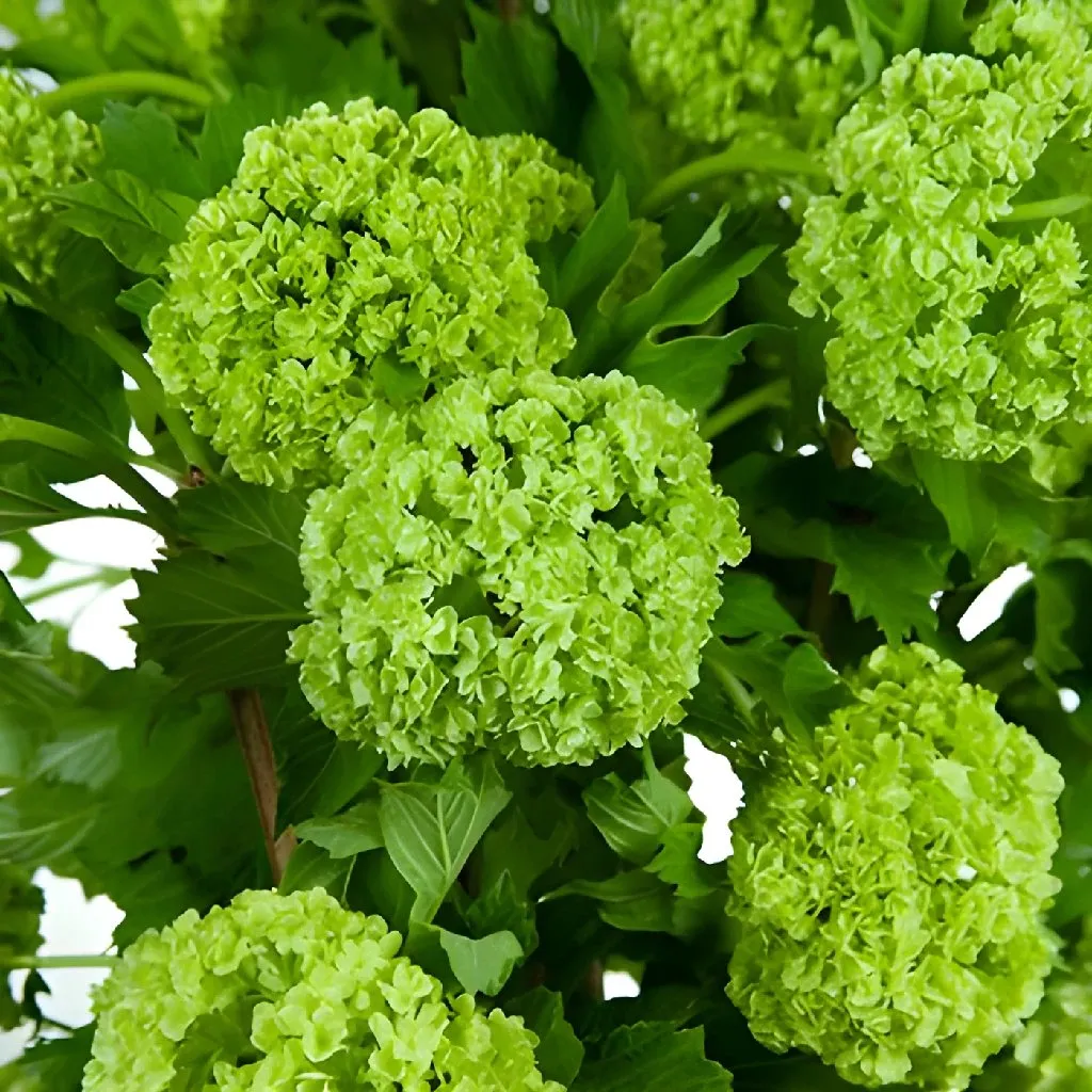 Green Viburnum Flowers